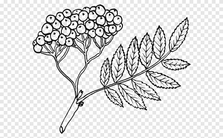 Лист рябины раскраска