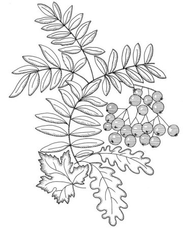 Рябина трафарет