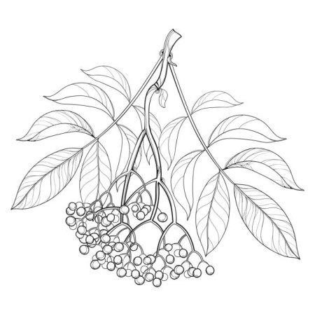 Бузина чёрная