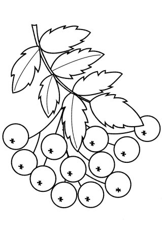 Ветка рябины раскраска для детей
