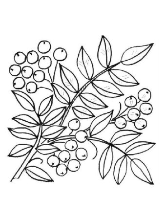 Ветка рябины