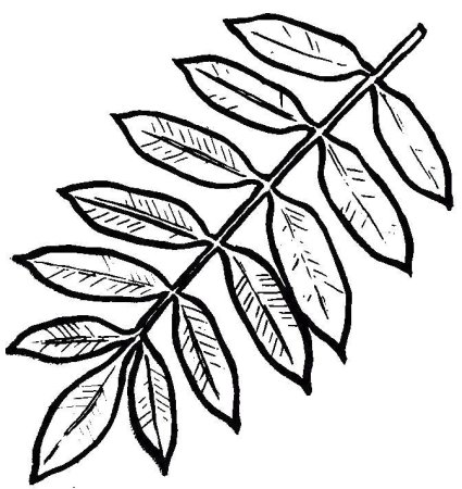 Лист рябины контур