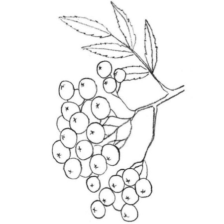 Рябина раскраска