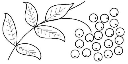 Раскраска рябина ветка для малышей