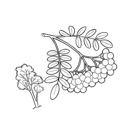 Рябина раскраска для детей