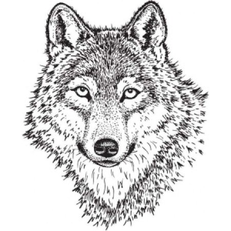 Голова волка раскраска
