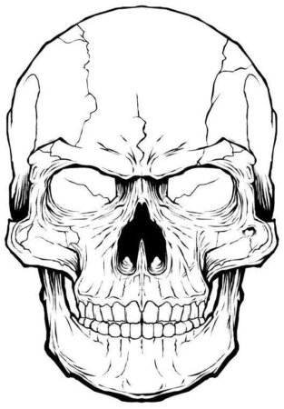 Очертания черепа