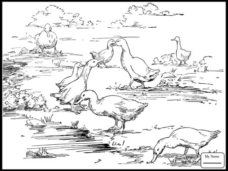 Раскраска утки на пруду