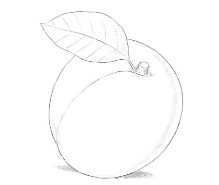Абрикос рисование