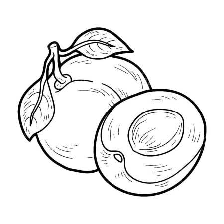 Абрикос раскраска для детей