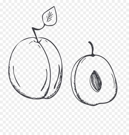 Слива карандашом