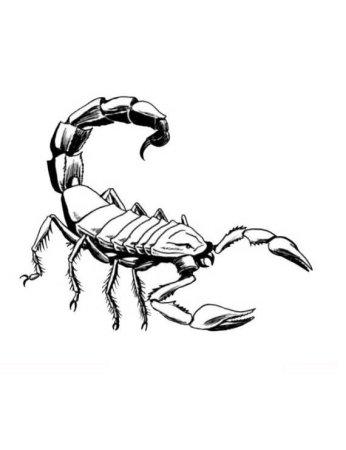 Скорпион спереди вектор