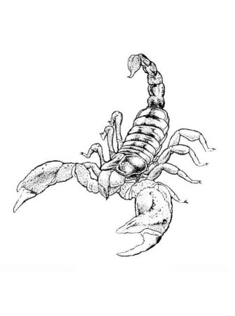 Скорпион контурный эскиз