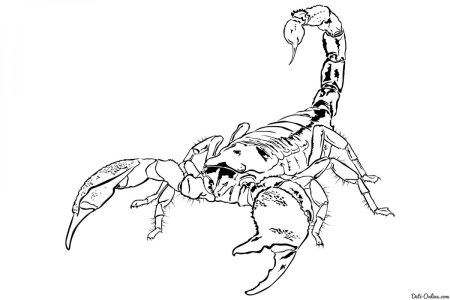 Скорпион контурный рисунок