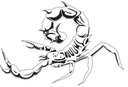 Скорпион эскиз сверху