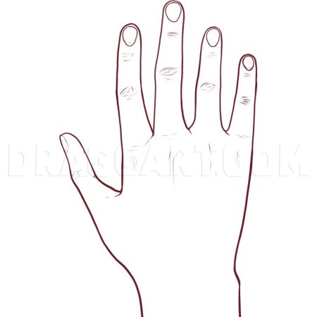 Схематичное изображение руки