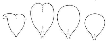 Трафарет лепестков розы