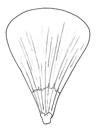 Лепесток раскраска