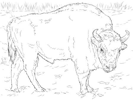 Голова быка контур
