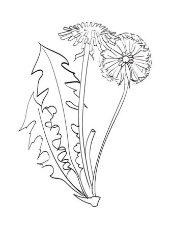 Трафарет одуванчика на стену