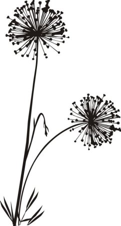 Одуванчик на белом фоне