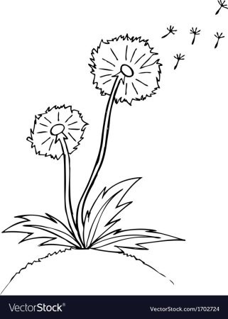 Одуванчик схематично