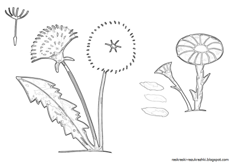 Одуванчик раскраска для детей