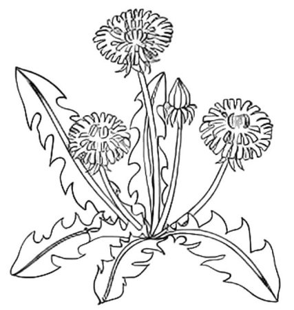 Одуванчик раскраска для детей