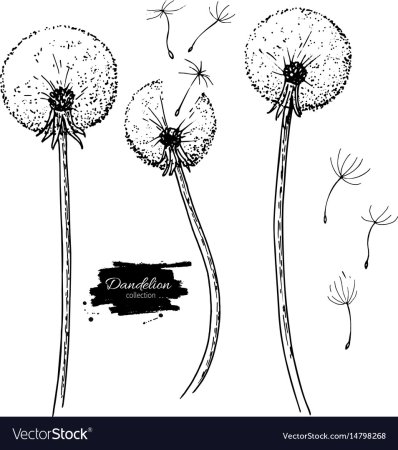 Одуванчик раскраска для малышей