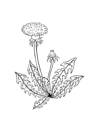 Одуванчик Графика