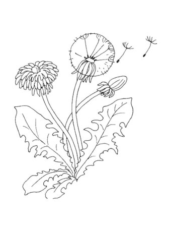 Одуванчик раскраска для детей