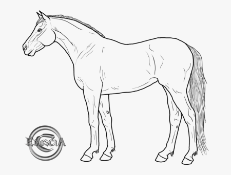 Лошадь контур