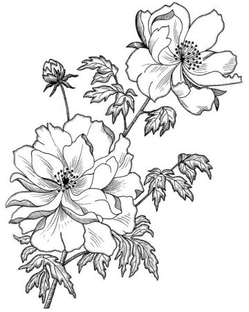 Красивые контуры для рисунков