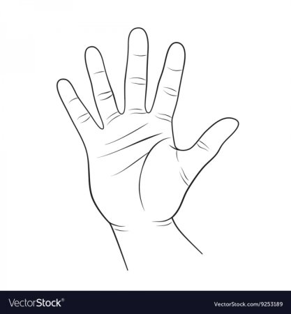 Очертание ладони
