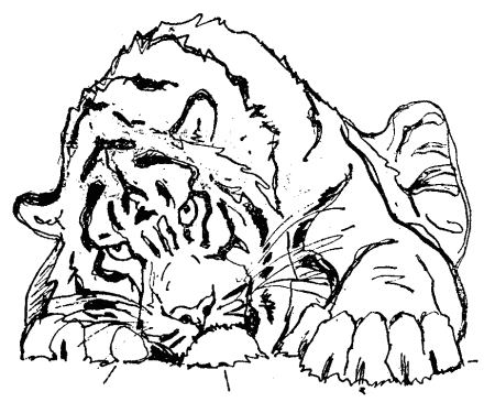 Раскраска Дельфин