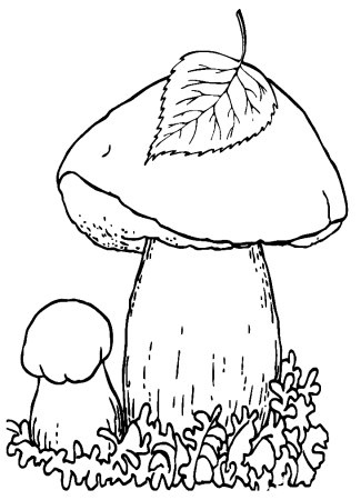 Белый гриб раскраска