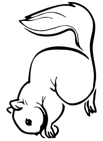 Белка раскраска для детей