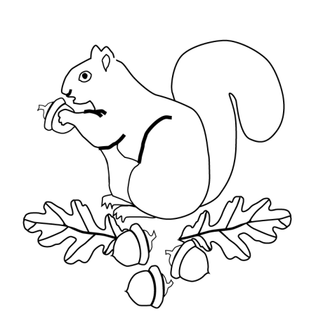 Раскраска Белочка