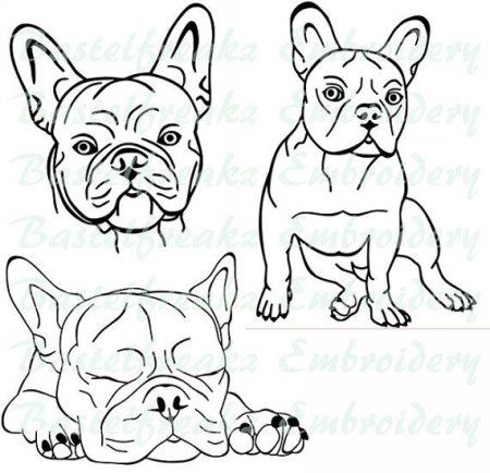 Французский бульдог вид сбоку