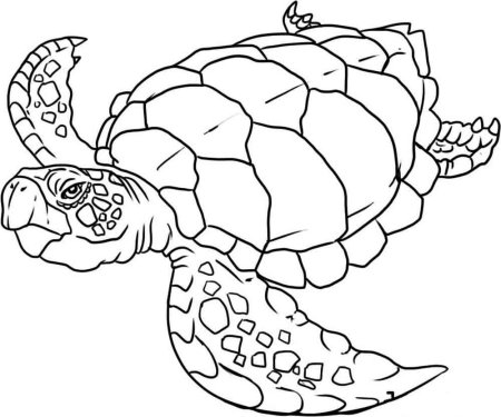 Черепаха контурный рисунок для детей (43 фото)