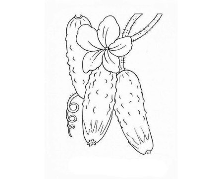 Контурный рисунок огурец (41 фото)