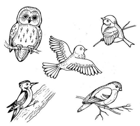 Попугай жако распечатать