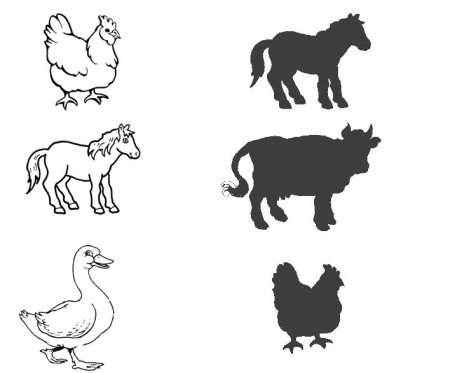 Орлан-белохвост белоголовый