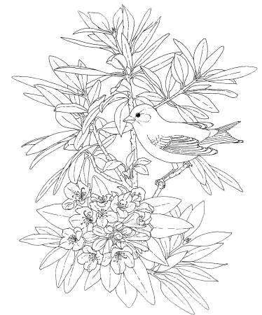 Раскраска цветы и птицы