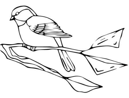 Синица раскраска для детей