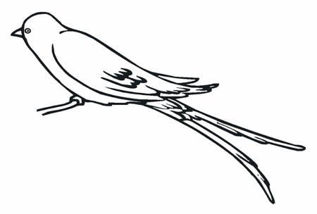 Раскраска птицы Ласточка