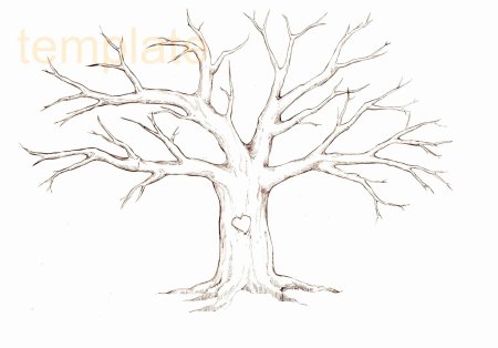 Очертания ствола дерева
