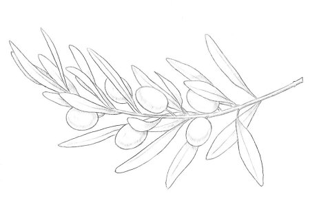 Ветка оливы рисунок