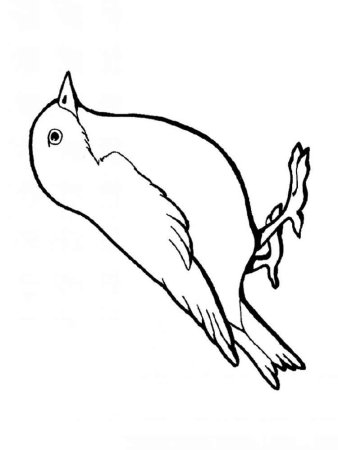 Птицы. Раскраска