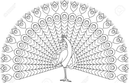 Раскраска для девочек красивые Павлины